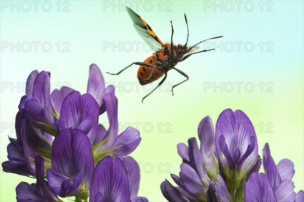 Corizus hyoscyami (Corizus hyoscyami)