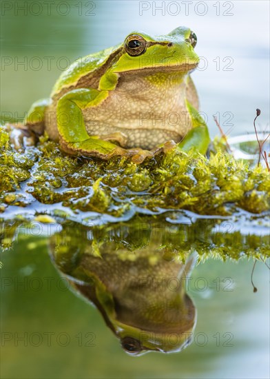 European tree frog (Hyla arborea)