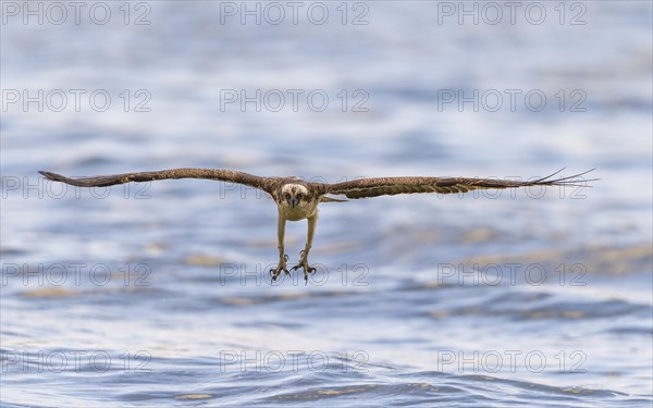 Osprey (Pandion haliaetus) in flight