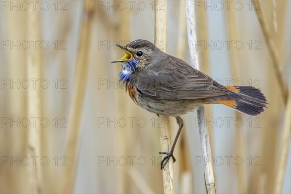 White-spotted bluethroat (Luscinia svecica cyanecula)