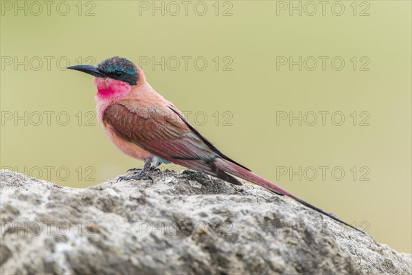 Southern carmine bee-eater (Merops nubicoides) sits on rock