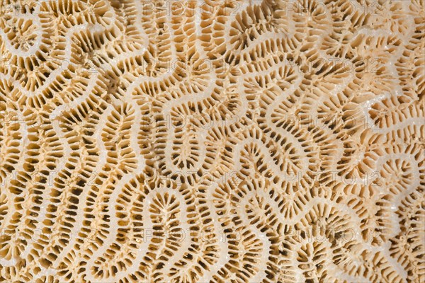 Coral fossil texture background