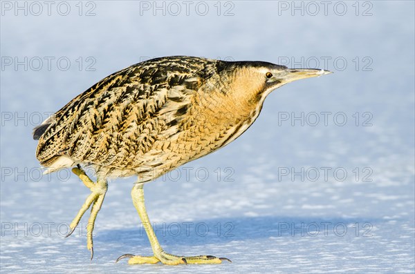 Eurasian bittern (Botaurus stellaris) strides over ice rink