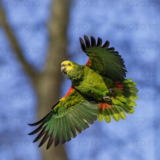 Yellow-headed Amazon (Amazona oratrix)