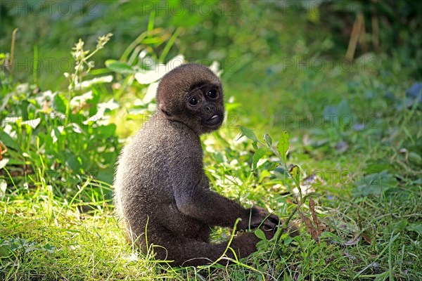 Brown wool monkey (Lagothrix lagotricha cana)