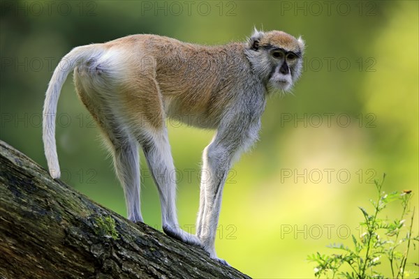 Common patas monkey (Erythrocebus patas patas)