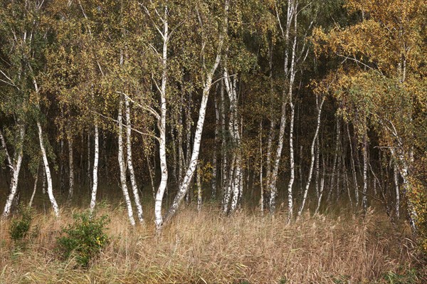 Birches (Betula)