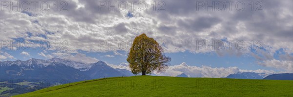 Linden tree (Tilia) with autumn colouring