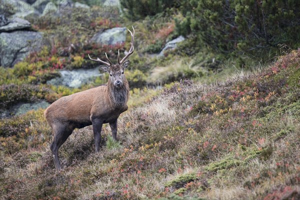 Red deer (Cervus elaphus) during rain In autumn