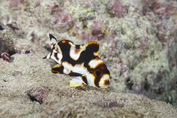 Young Oriental Sweetlips (Plectorhinchus vittatus) on ground