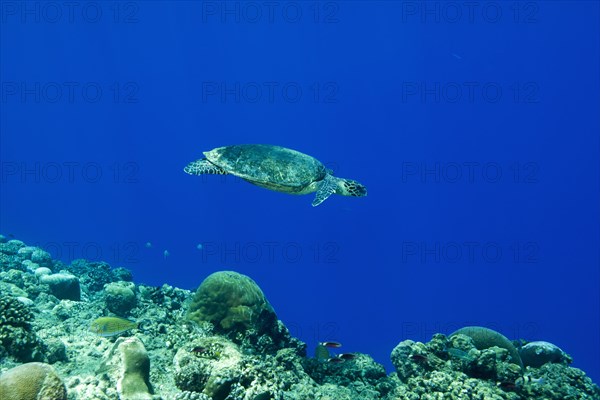 Hawksbill sea turtle (Eretmochelys imbricata) swims near coral reef in the blue water