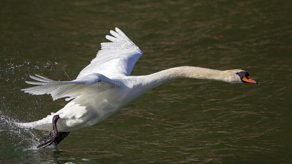 Mute swan (Cygnus olor) starts from the water