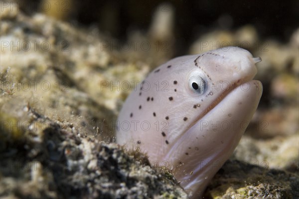 Geometric Moray (Gymnothorax griseus)