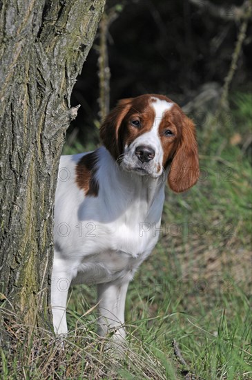 Irish Red and White Setter