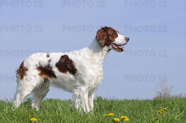 Irish Red and White Setter