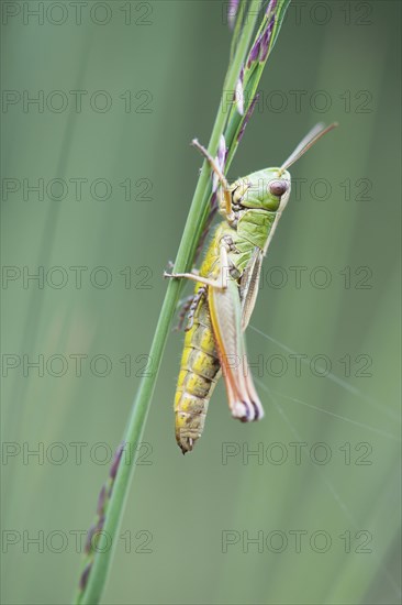 Meadow grasshopper (Chorthippus parallelus) on a blade of grass