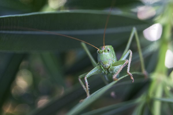 Grasshopper