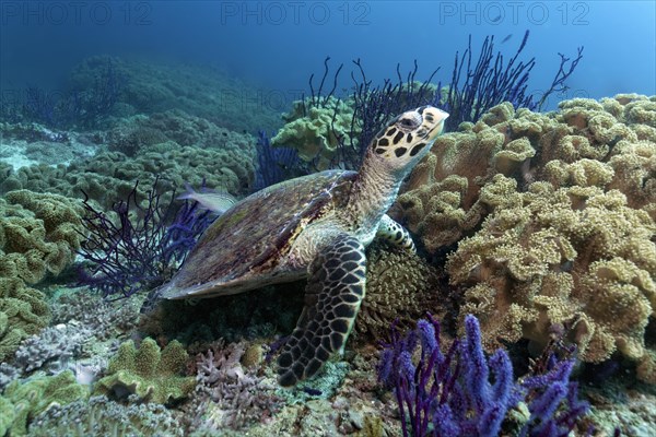 Hawksbill sea turtle (Eretmochelys imbricata)