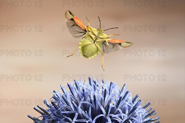 Nocturnal fruit bug (Carpocoris fuscispinus)