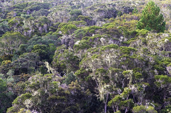 Evergreen mountain rainforest