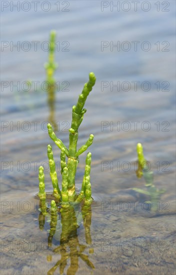 Glasswort (Salicornia spec.)