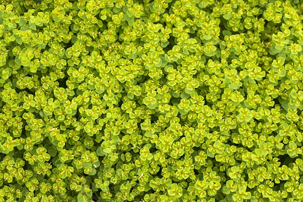 Cypress spurge (Euphorbia cyparissias)