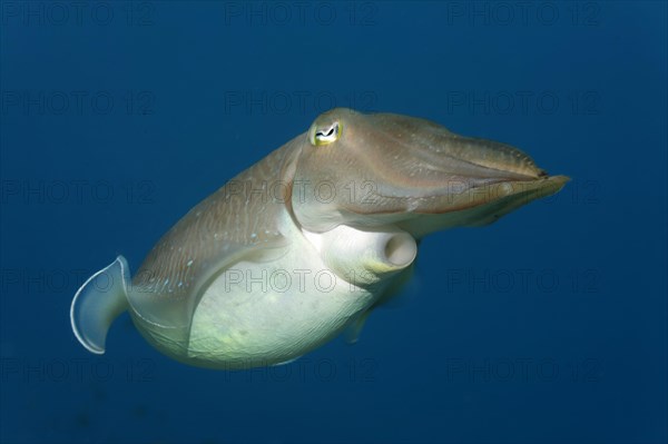 Common cuttlefish (Sepia officinalis)