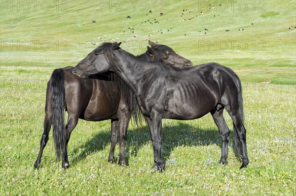 Horses