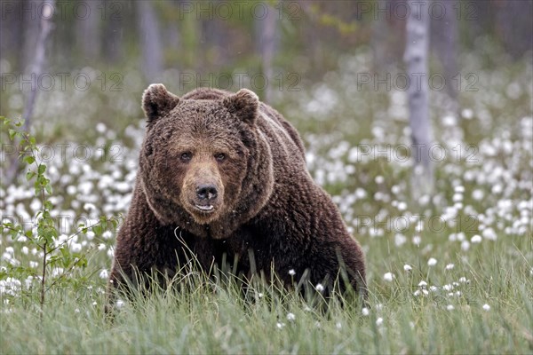 Brown bear (Ursus arctos)