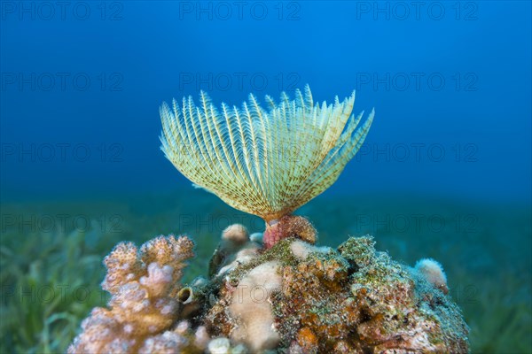 Indian Feather Duster Worm (Sabellastarte spectabilis)