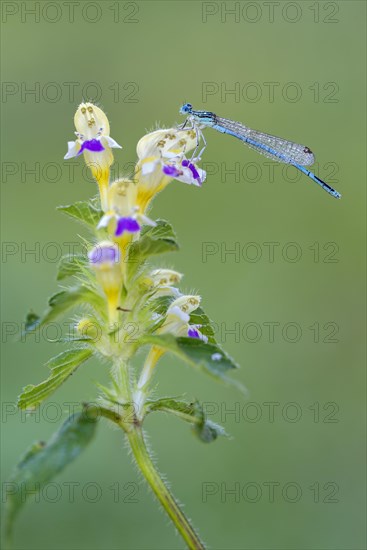 White-legged damselfly (Platycnemis pennipes)