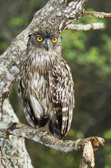 Brown Fish Owl (Bubo zeylonensis)