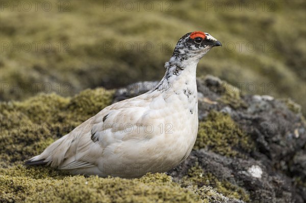 Rock Ptarmigan (Lagopus muta)