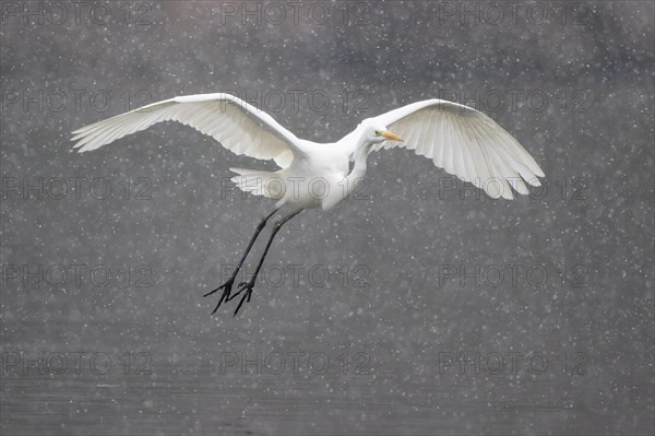 Great egret (Ardea alba) flying during snowfall