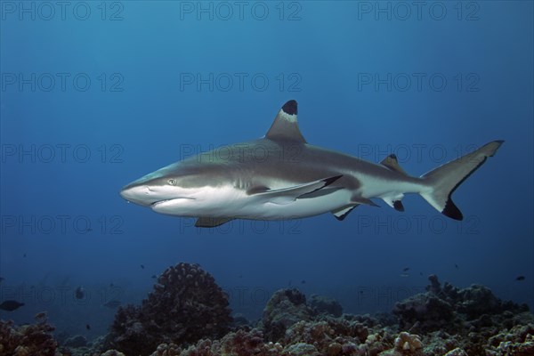 Blacktip reef shark (Carcharhinus melanopterus) over coral reef