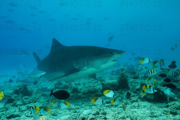 Tiger Shark (Galeocerdo cuvier) swim over coral reef