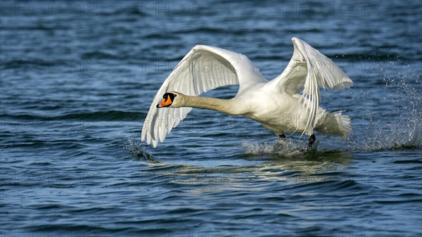 Mute swan (Cygnus olor) starts from the water