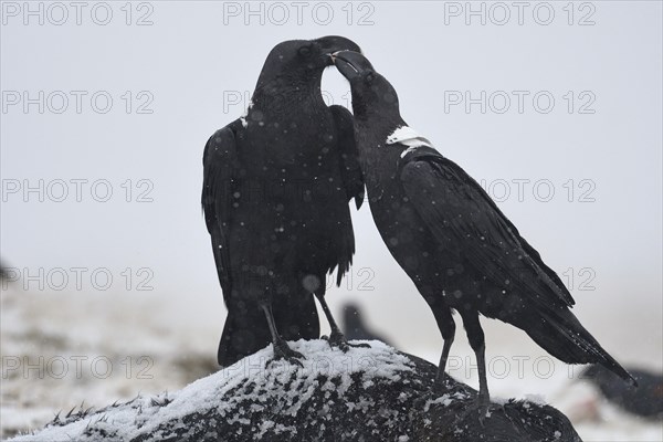 White-necked ravens (Corvus albicollis)