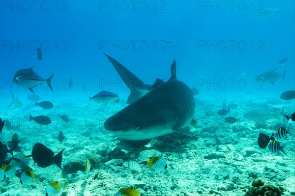 Tiger Shark (Galeocerdo cuvier) swim over coral reef
