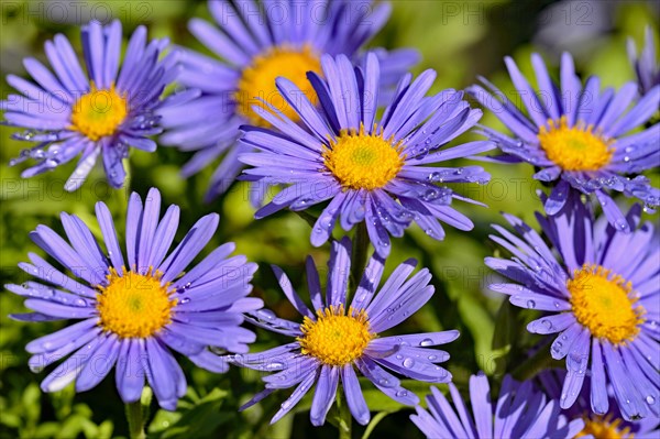 Lilac Alpine asters (Aster alpinus)