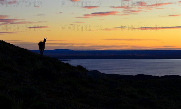 Guanaco (Lama guanicoe) at sunrise with red clouds at Laguna Amarga