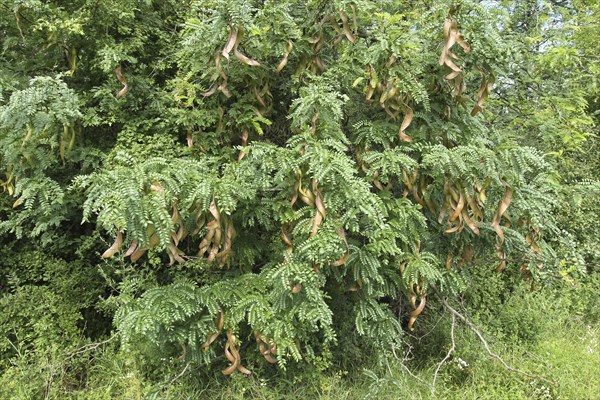 Carob tree (Ceratonia siliqua)