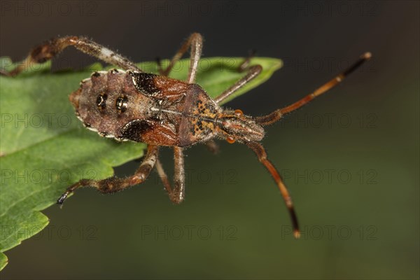 Western conifer seed bug (Leptoglossus occidentalis)