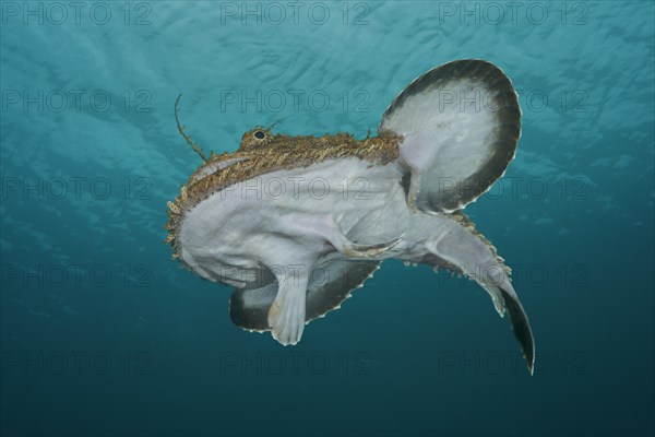 Frog-fish or Angler fish (Lophius piscatorius) under the surface of water