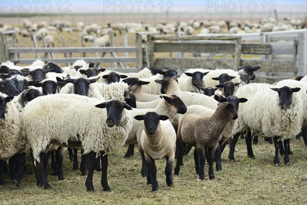 Blackhead sheep