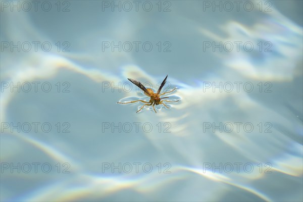 Red wasp (Polistes carolina) stands on water surface and drinks