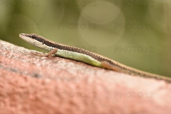 Adult speed lizard (Takydromus kuehnei vietnamensis)