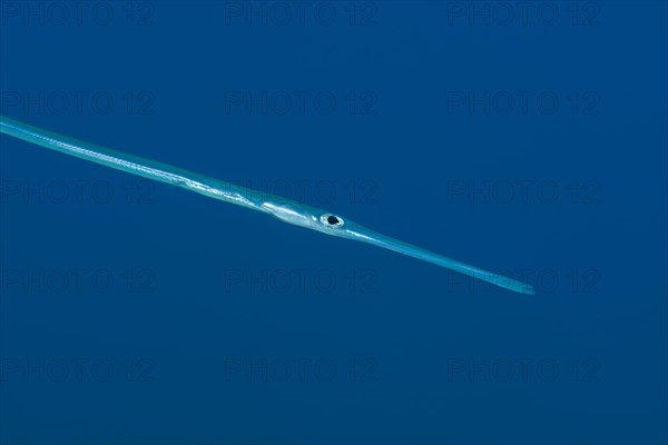 Portrait of Bluespotted Cornetfish (Fistularia commersonii) in the blue water background