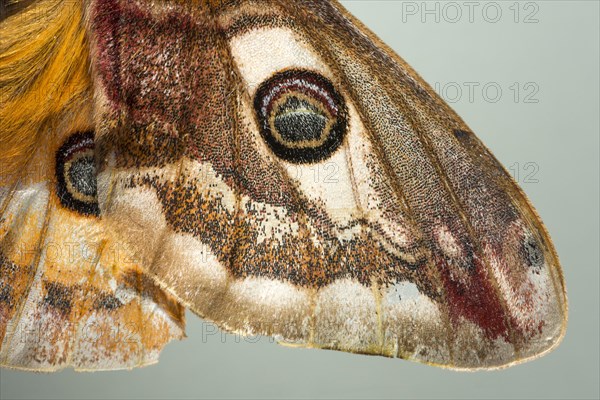 Small emperor moth (Saturnia pavonia)