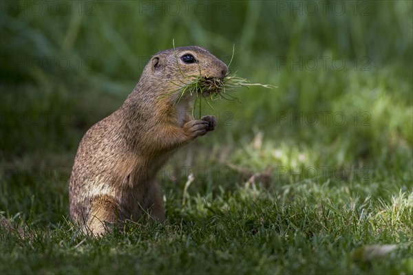 Suslik (Citellus citellus) with nesting material in the mouth